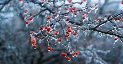 树上的浆果被冰覆盖着